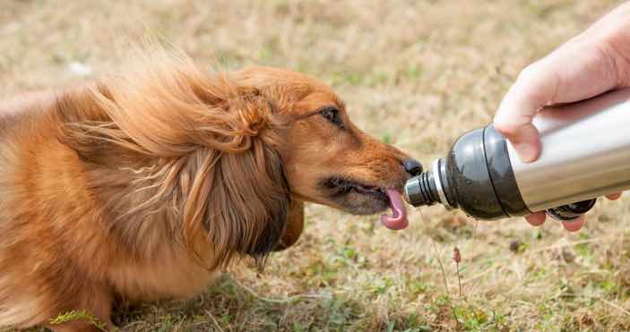 Dog Drinking Flask