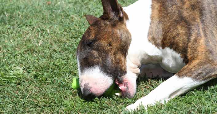 Bull Terrier Chewing On Dental Stick