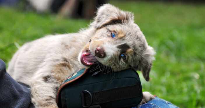 Puppy biting bag