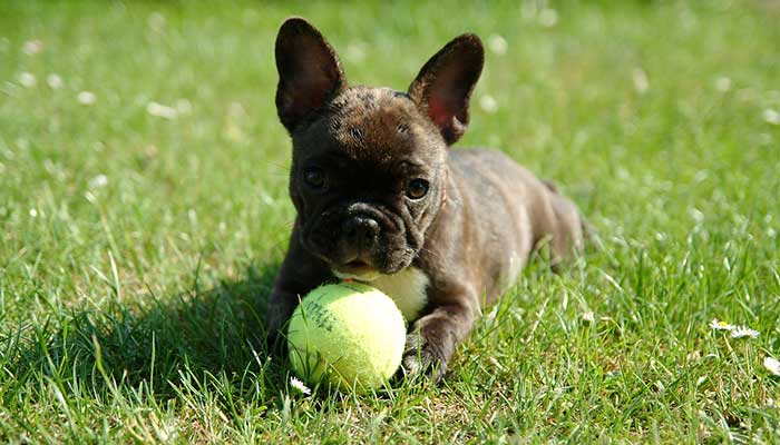 French Bulldog puppy playing with ball