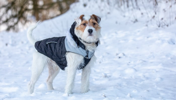 Winter Dog Clothing and Gear