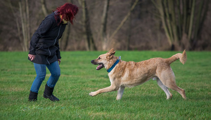 Playing with dog