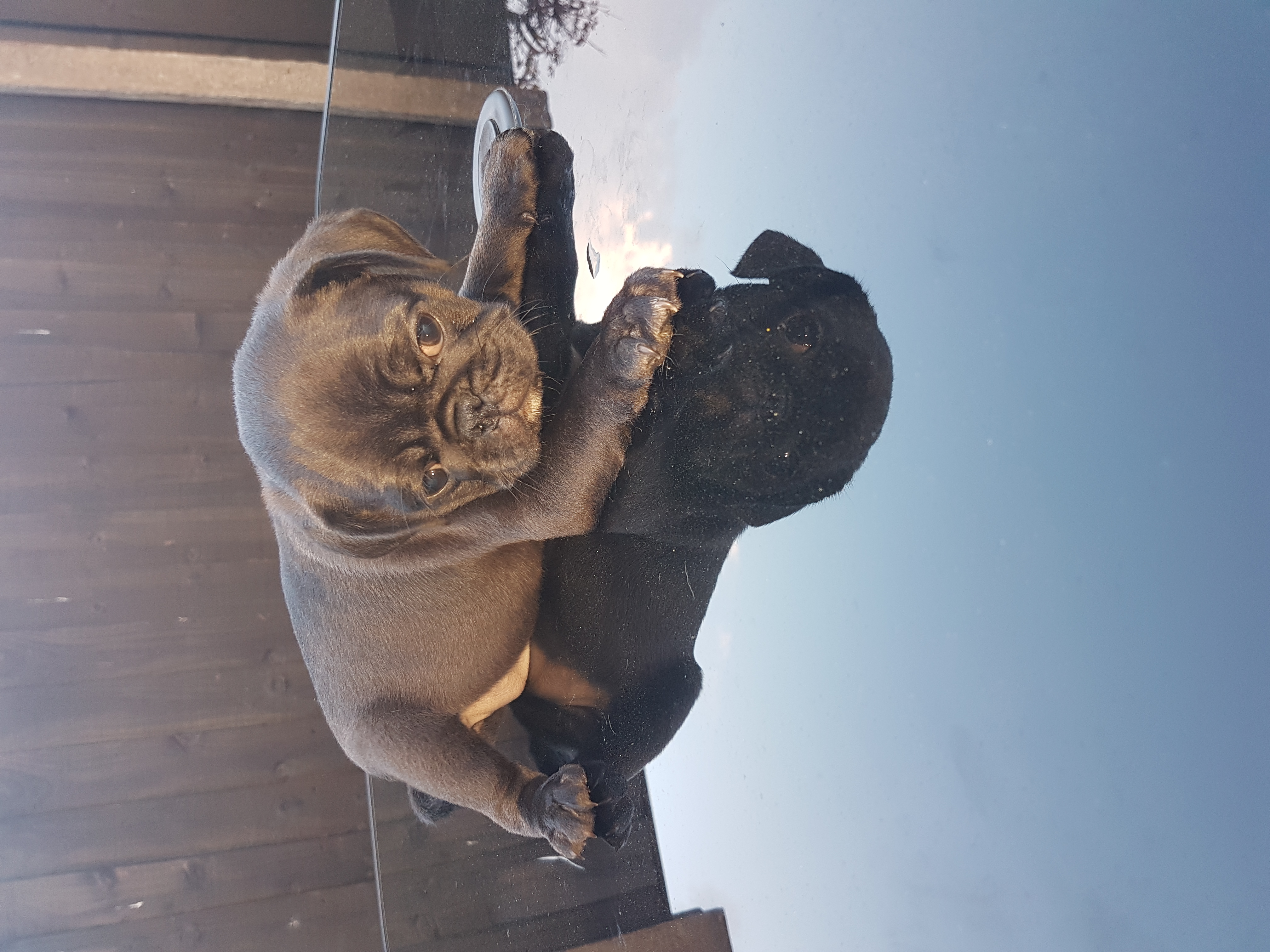 2 beautiful pug boys Pug for Sale Near Me in Liverpool Mypetzilla UK