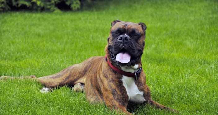 Boxer Heat Stroke