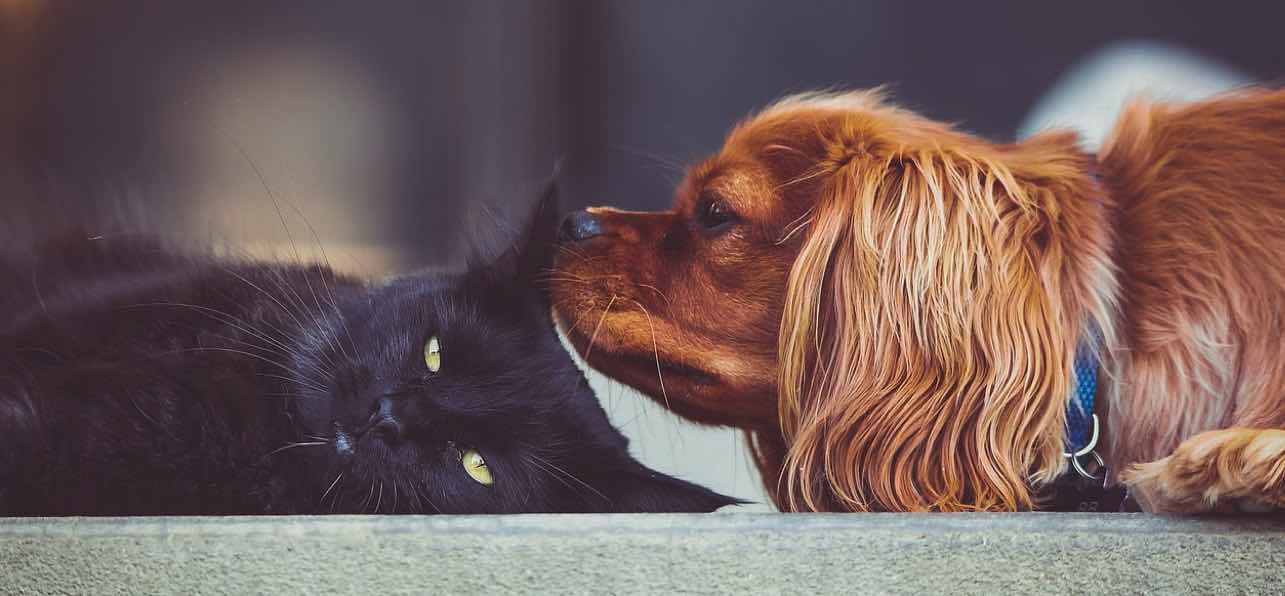 Dog sniffing a cat