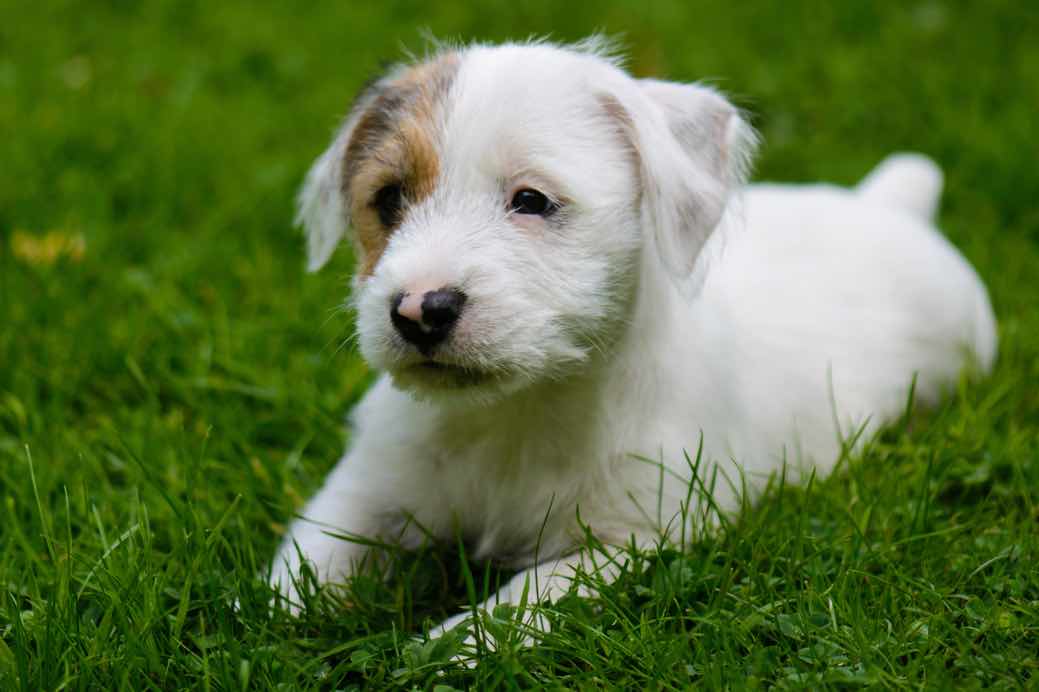 Sporting Lucas Terrier Dog Breeds Facts Advice Pictures Mypetzilla Uk