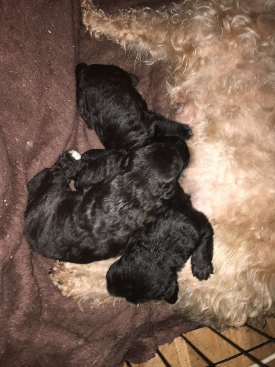 Bedlington Terriers Cross Puppies For Sale Bedlington Terrier for