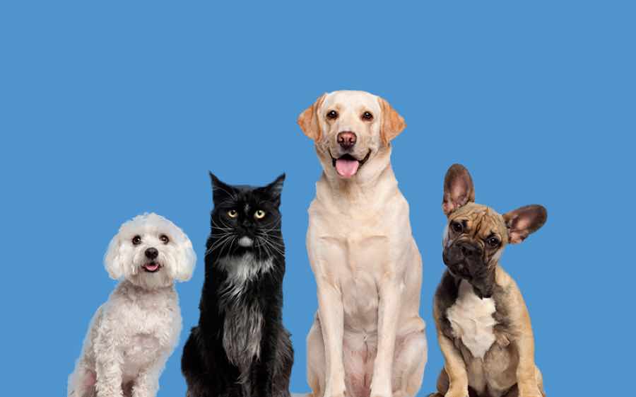 Animal Rescue & Shelter Centres for Rehoming Pets Mypetzilla