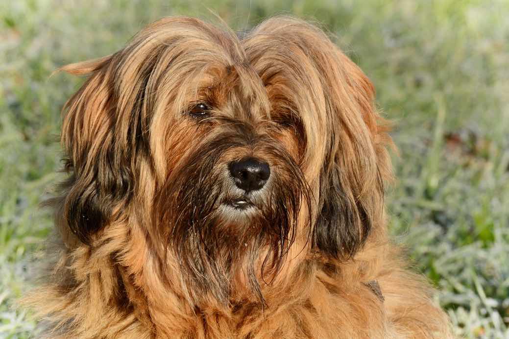Tibetan Terrier | Dog Breeds Facts, Advice & Pictures ...
