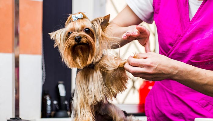 Yorkshire Terrier Groomed