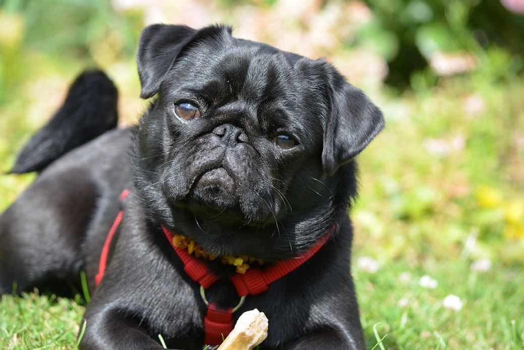 Pug | Dog Breeds Facts, Advice & Pictures | Mypetzilla UK