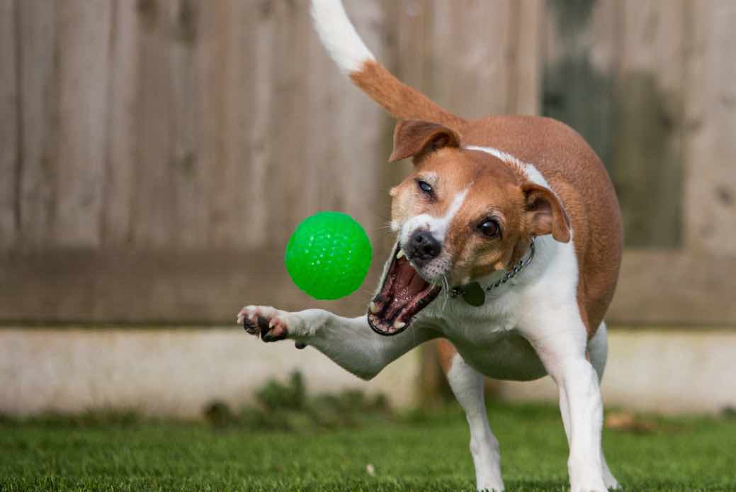 Plummer Terrier Dog Breeds Facts Advice Pictures Mypetzilla Uk