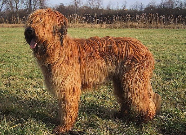Briard | Dog Breeds Facts, Advice & Pictures | Mypetzilla UK