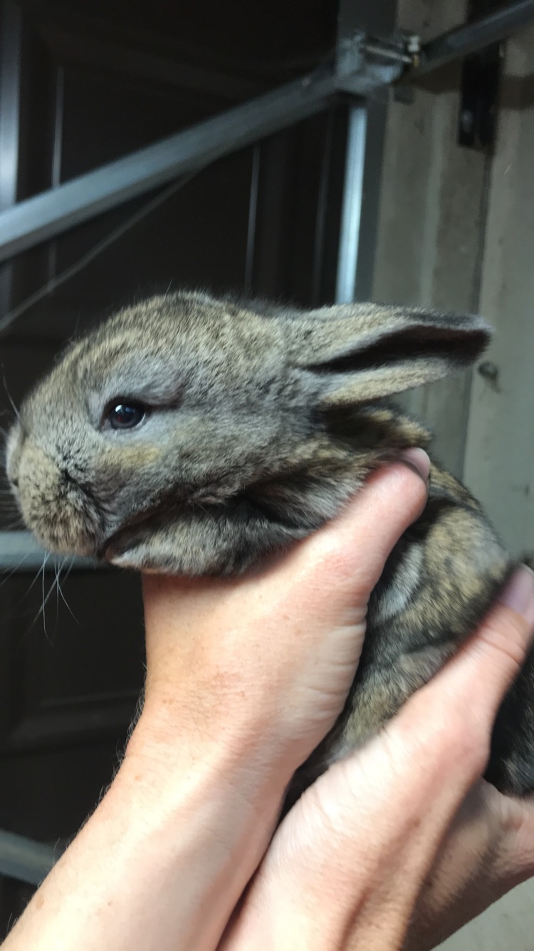 pure bred continental giant rabbits 2 bucks left now