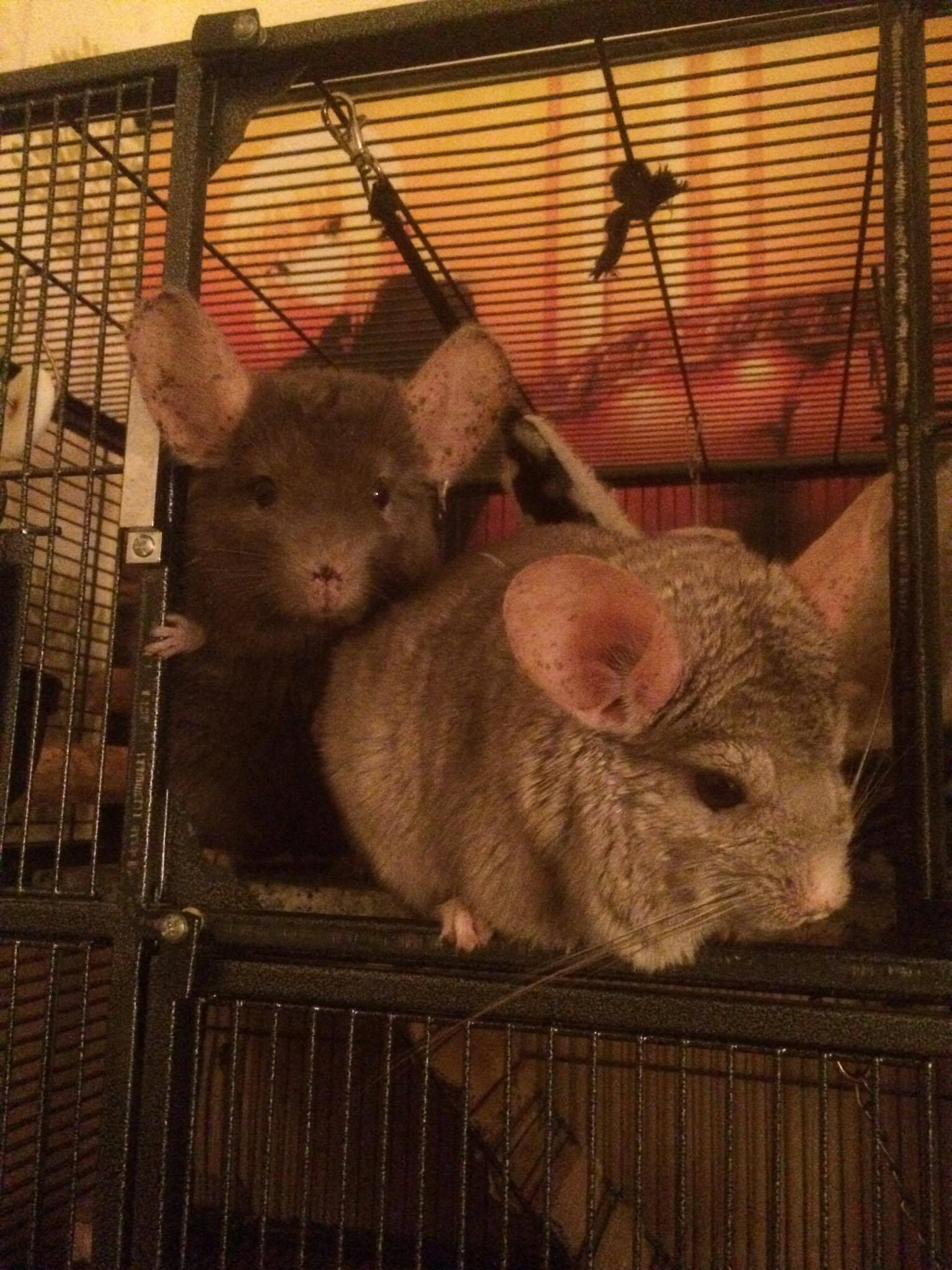 2 male chinchillas with enclosure and accessories Chinchilla for Sale
