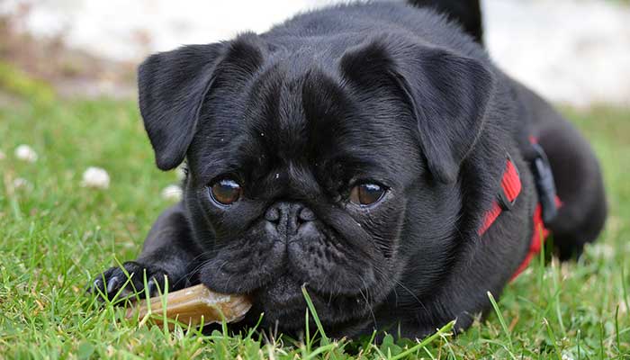 Pug playing with food