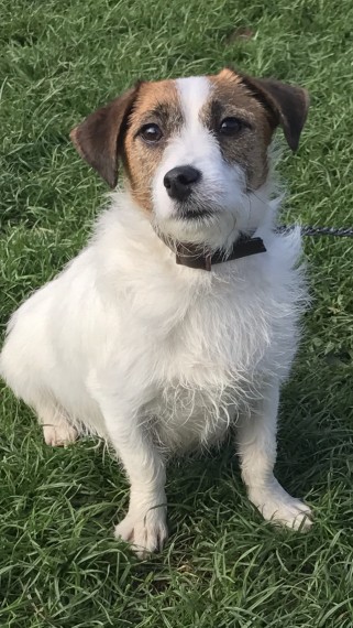 Beautiful Jack Russle Pups For Sale Jack Russell For Sale