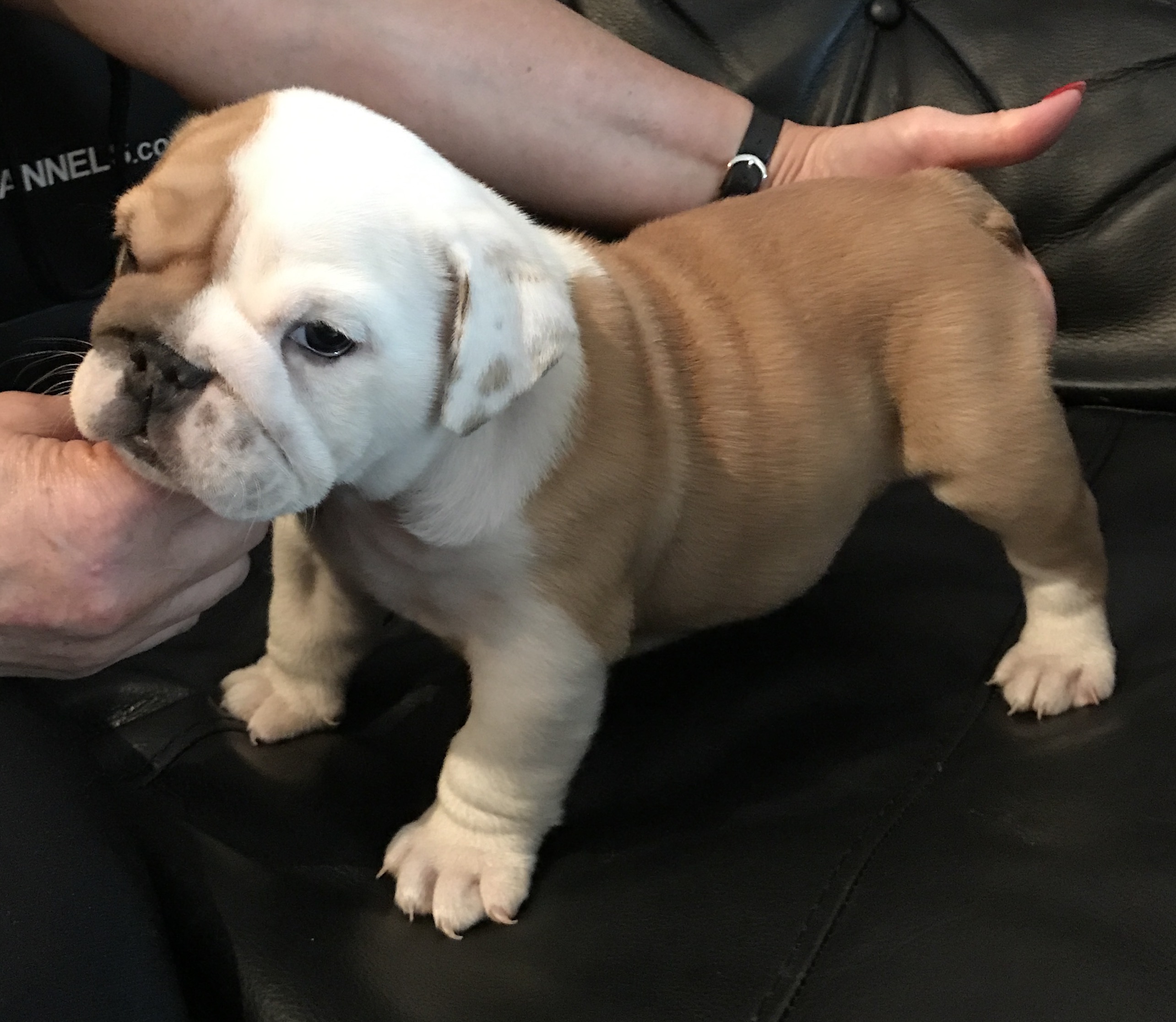 Bulldog pups English Bulldog for Sale Near Me in Kilmarnock