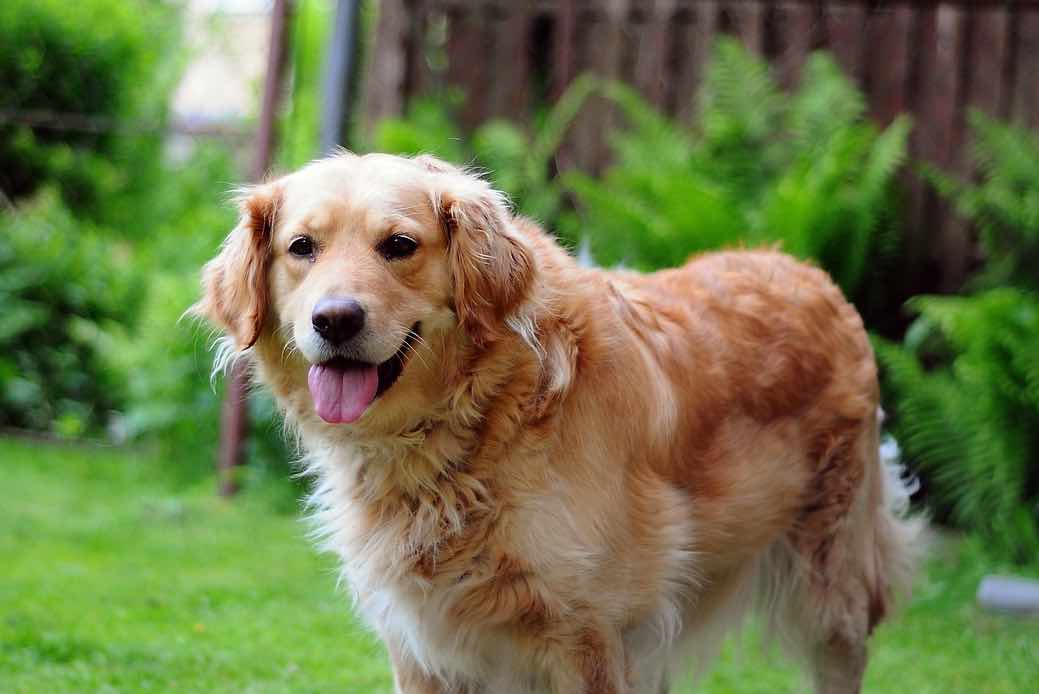 Golden Retriever Dog Breeds Facts, Advice & Pictures