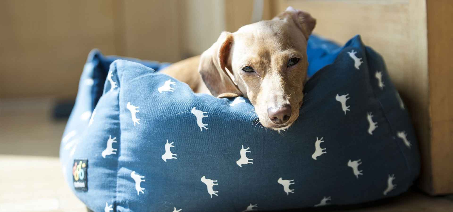 Dog Exercise Dog Exercise