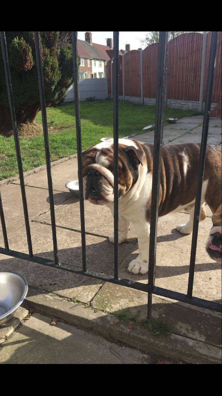 British bulldog puppies for sale English Bulldog for Sale Near Me in