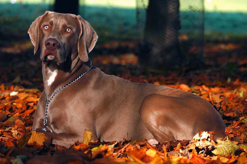 Weimaraner Dog Breeds Facts, Advice & Pictures Mypetzilla UK