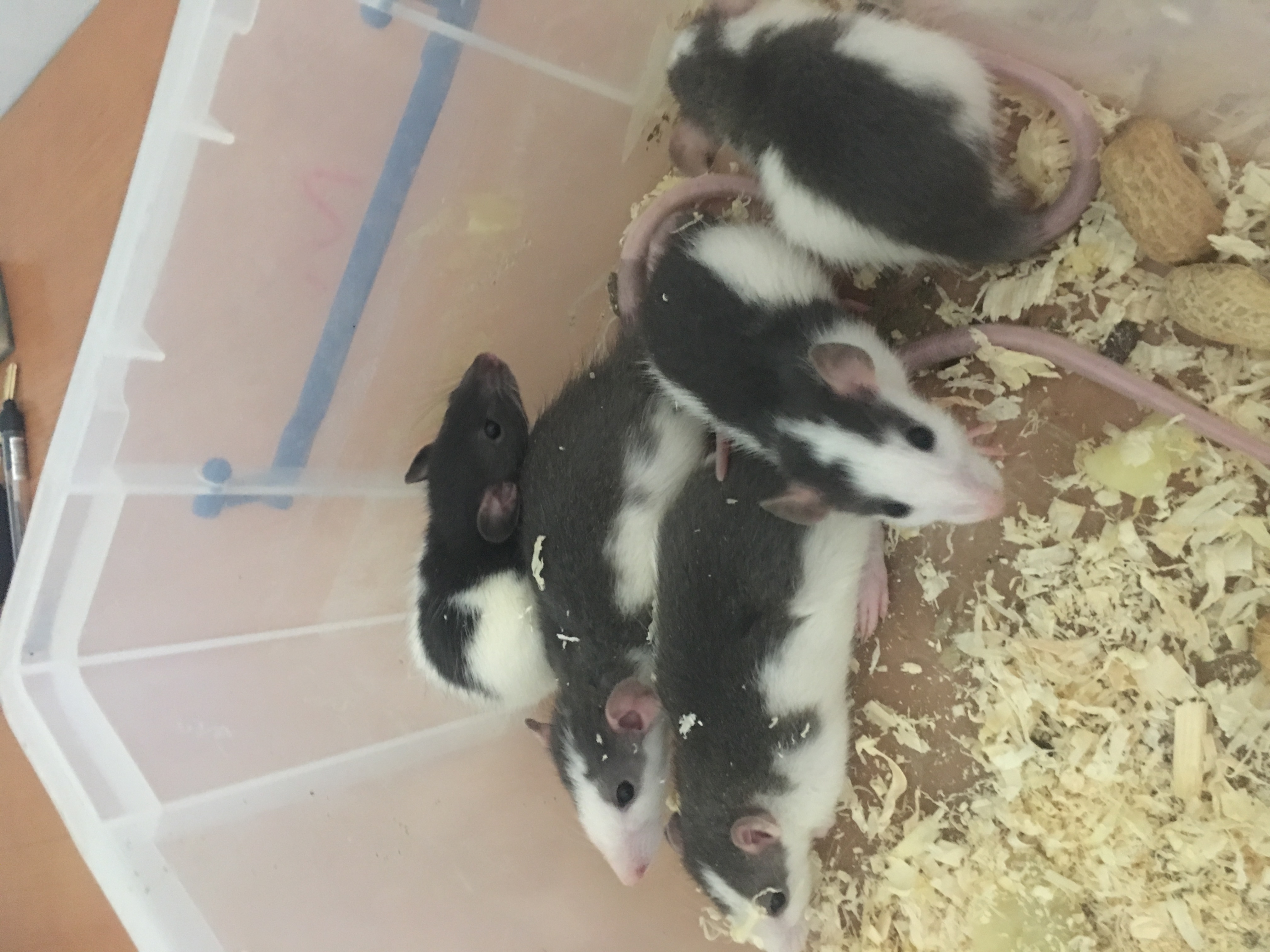 Baby Dumbo and fancy rats Rat for Sale Near Me in Horsham Mypetzilla UK