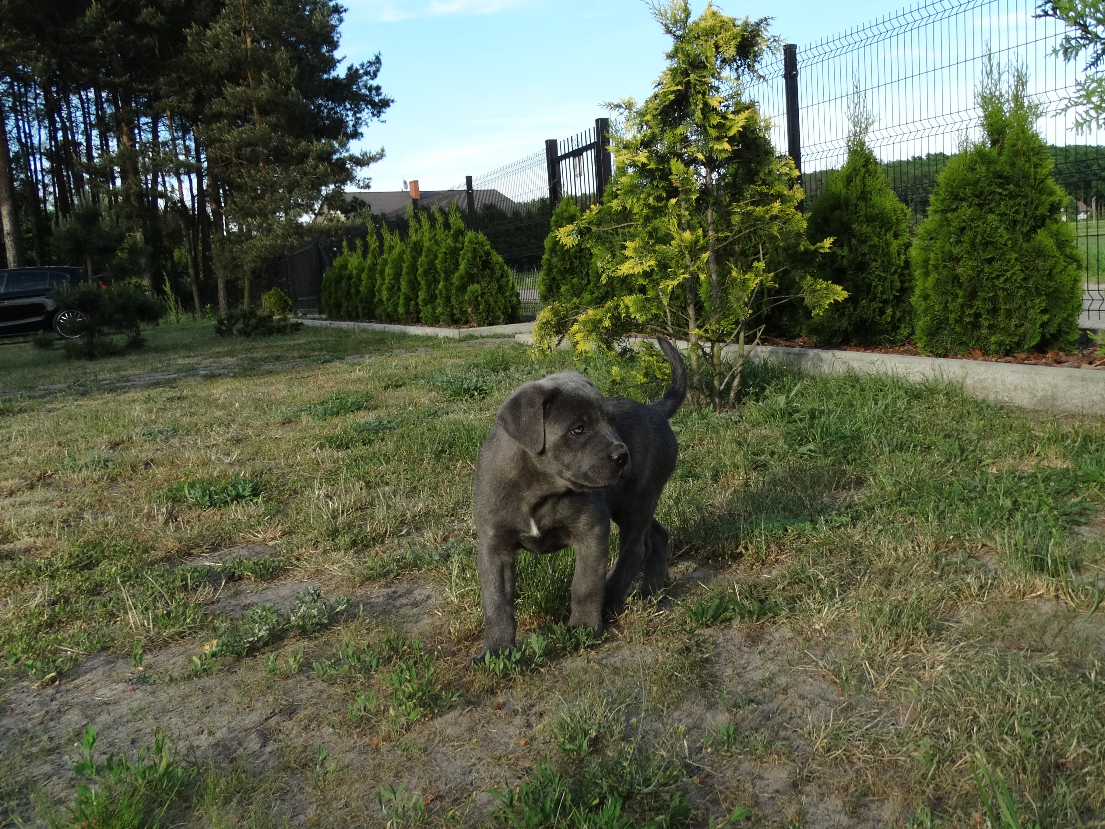 Lovely Cane Corso Puppies Bluebrindle With Lovely Eyes