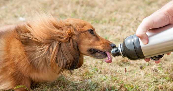 Dog Drinking Flask Dog Drinking Flask