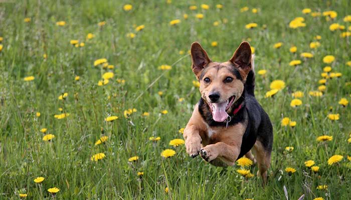 Vegan Dog Running