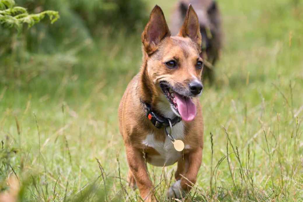 Lancashire Heeler Dog Breeds Facts, Advice & Pictures