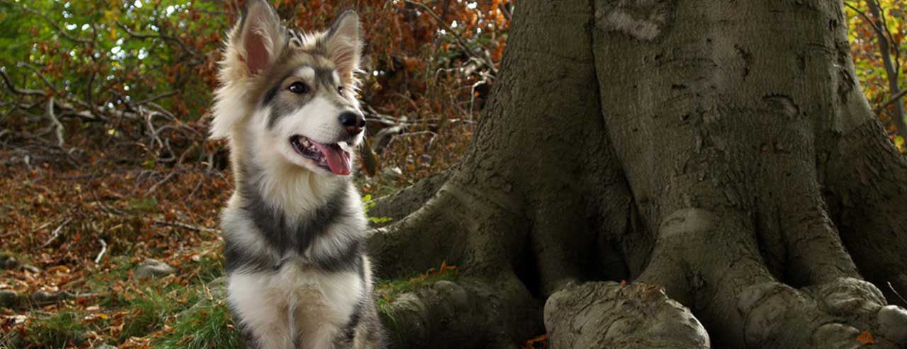 Northern Inuit Dog Breed Information, Photos, Overview and