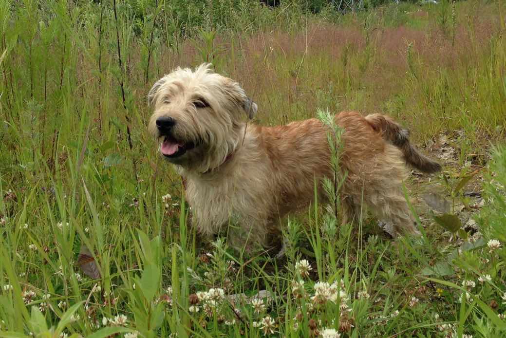 Glen Of Imaal Terrier Dog Breeds Facts Advice Pictures Mypetzilla Uk