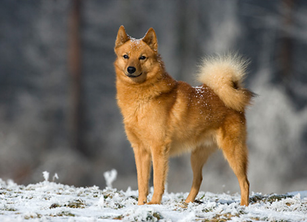 Finnish Spitz | Dog Breed Facts & Advice | Mypetzilla UK