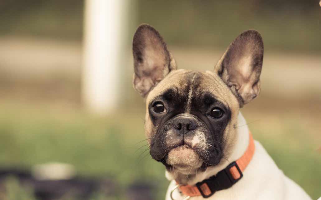 French Bulldog Dog Breeds Facts, Advice & Pictures