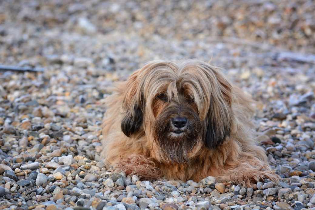 Tibetan Terrier | Dog Breeds Facts, Advice & Pictures ...