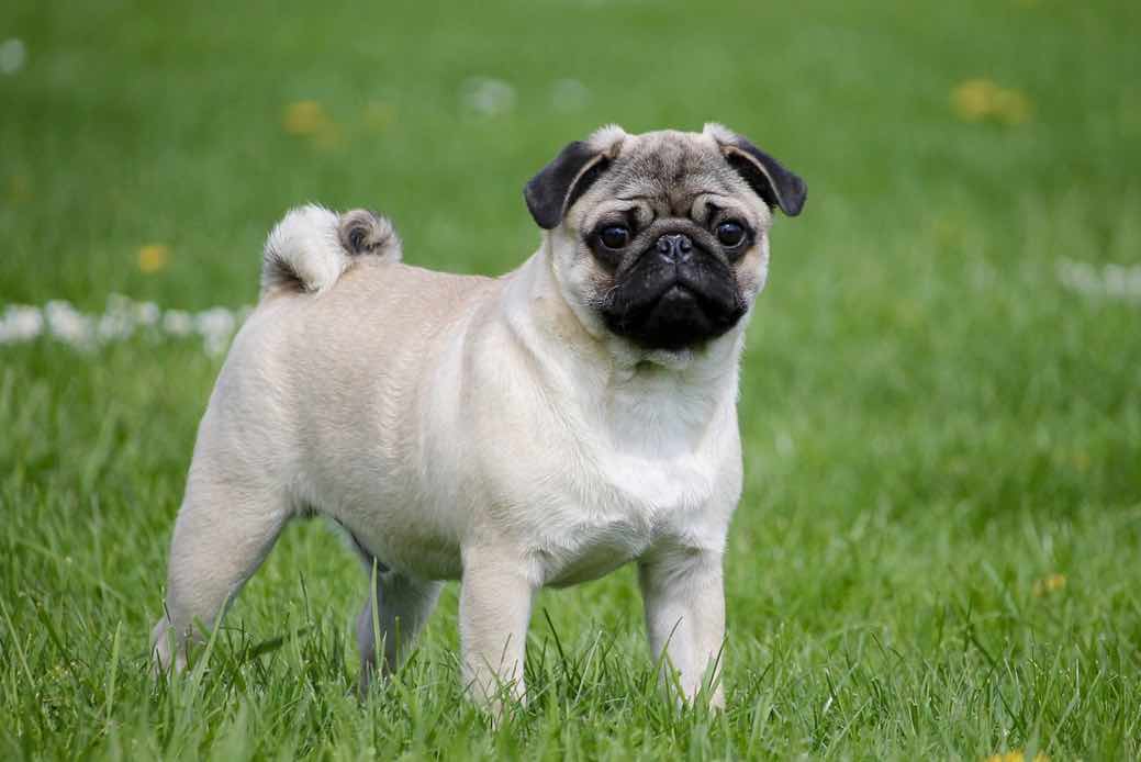 Pug | Dog Breeds Facts, Advice & Pictures | Mypetzilla UK