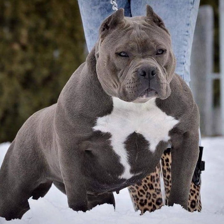 Bully Xl For Stud Mixed Breed for Stud Near Me in Nottinghamshire
