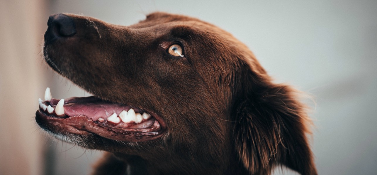 Dental Disease In Dogs
