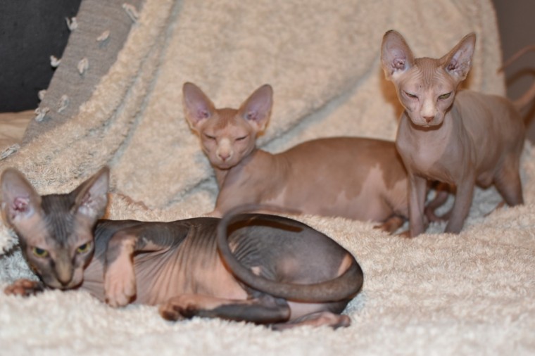 Canadian Sphynx Kittens For Sale Sphynx for Sale Lincolnshire
