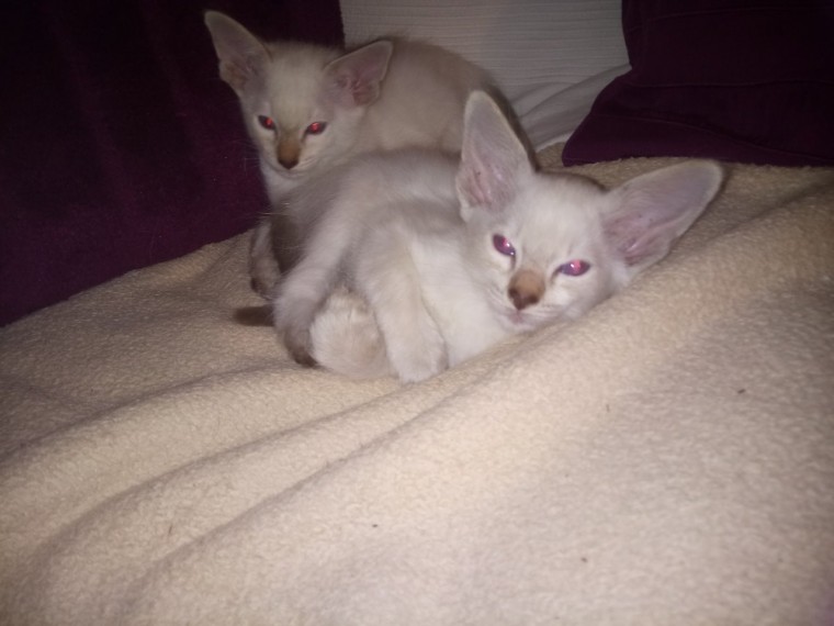 Stunning Balinese Kittens For Sale Balinese for Sale Newport