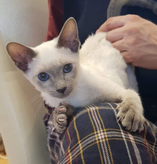 Blue Point Male Classic Siamese Kittens | Siamese for Sale ...