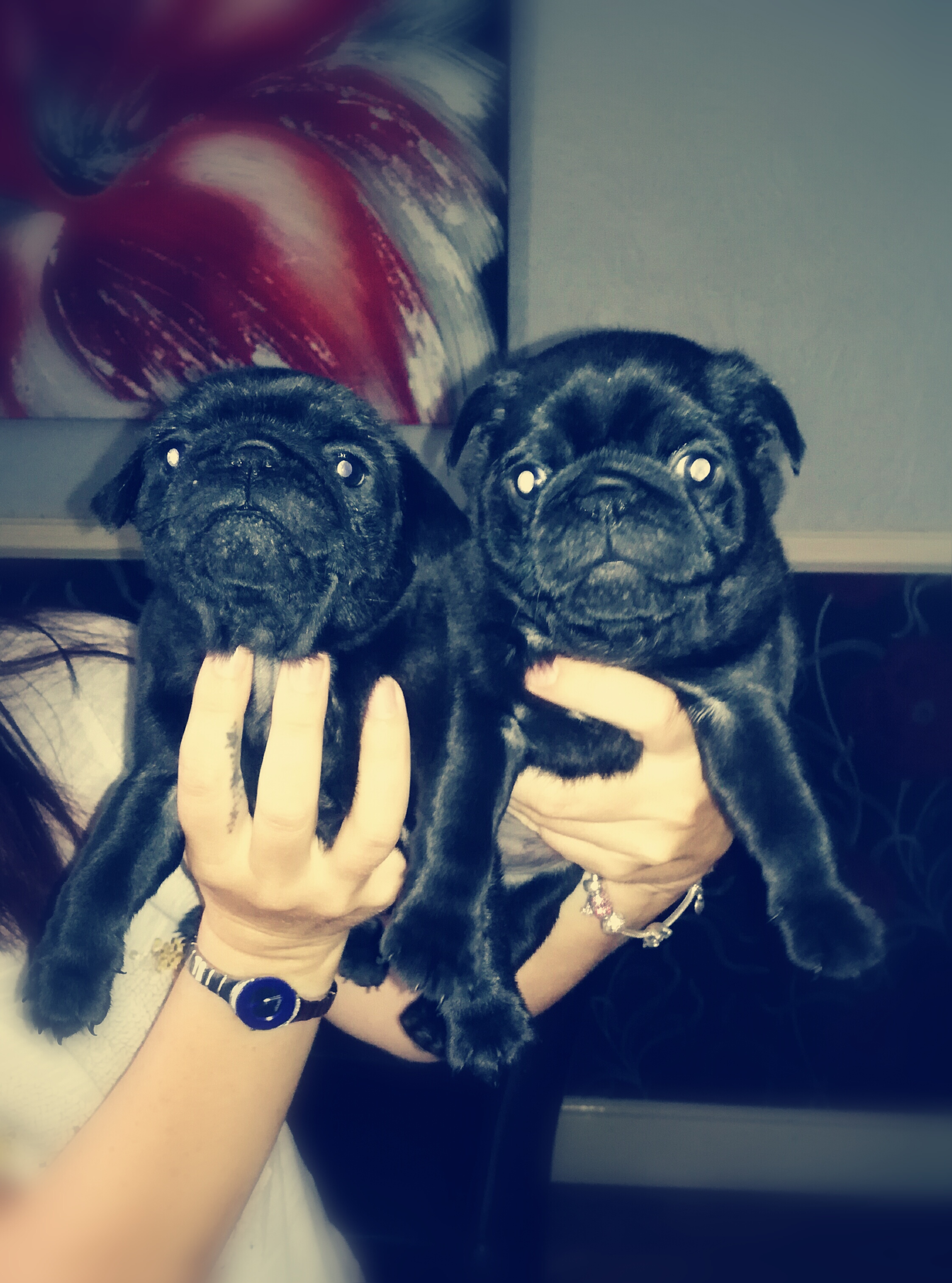 Kc registered pug puppies for sale Pug for Sale Near Me in Lancashire