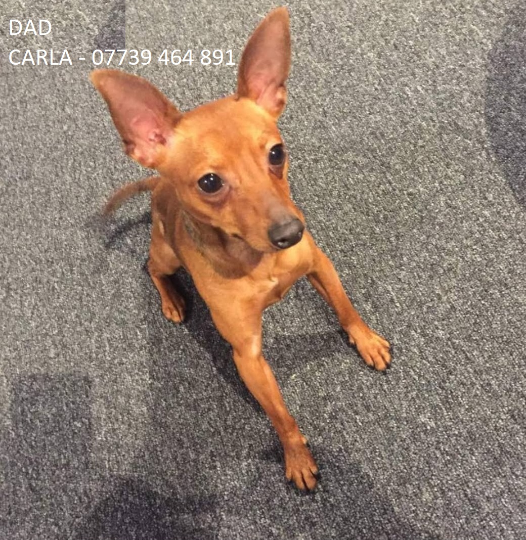 3 Beautiful Miniature Pinscher Puppies For Sale! Miniature Pinscher for Sale Near Me in London