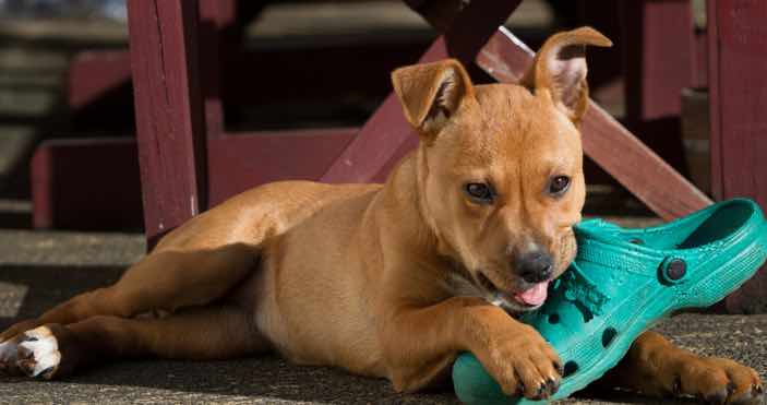 Puppy chewing shoe