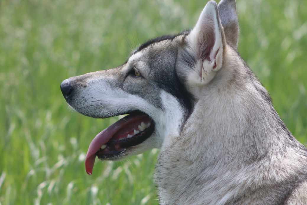 Northern Inuit Dog Breeds Facts, Advice & Pictures