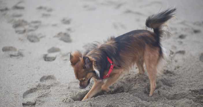 Dog digging sand