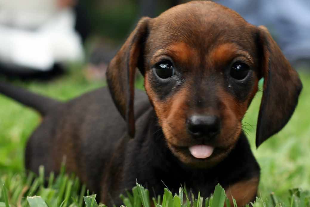 Miniature Dachshund Dog Breeds Facts, Advice & Pictures