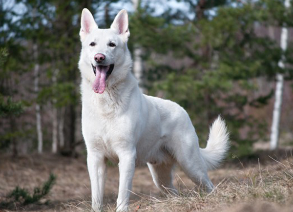 White Swiss Shepherd | Dog Breeds Facts, Advice & Pictures | Mypetzilla UK