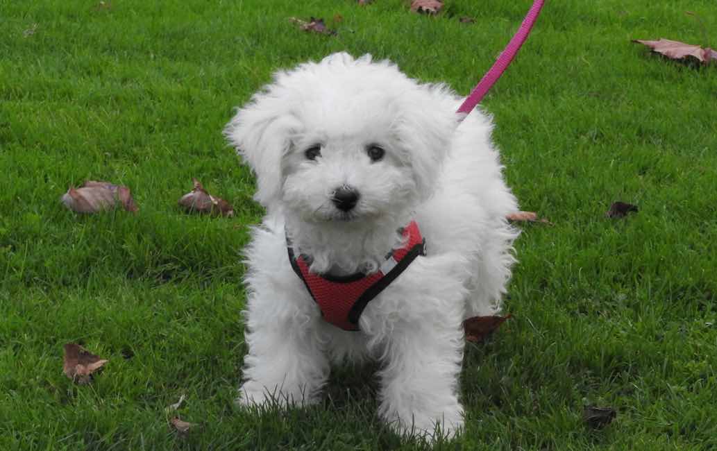 Bichon Frise Dog Breeds Facts, Advice & Pictures